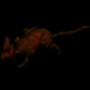 Huge Rat